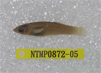 藏品(大肚魚)的圖片